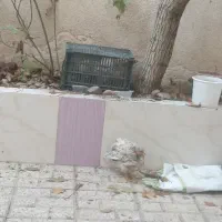 جوجه ۴ ماهه