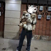 سه عدد سگ پاکوتاه تبتی اصل