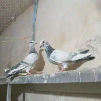 کفتر|پرنده|بروجرد, |دیوار