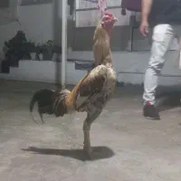 خروس لاری تضمینی دانگ بالا