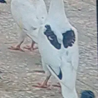 کبوتر گمشده