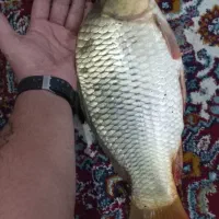 ماهی کپور زنده
