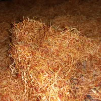 ریشه زعفران زرده طلایی