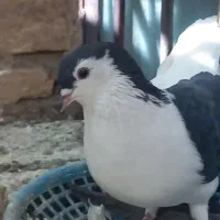 چندعددکبوتربرافروش دارم|پرنده|اندیمشک, |دیوار