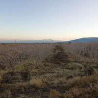 1هکتار زمین پسته ابارق سروستان|فروش زمین و ملک کلنگی|دهبکری, |دیوار