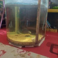 اکواریوم شیشه محدب|ماهی|شاهینشهر, شهرک گلدیس|دیوار