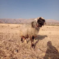 قوچ بختیاری میش بز کهر بره نر ماده ترکی|حیوانات مزرعه|شیراز, احمدی جنوبی|دیوار