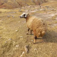 گوسفندداشتی وچاق|حیوانات مزرعه|پلدختر, |دیوار