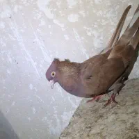 کفتر کبوتر مفت