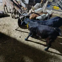 نزار های چاق نزاییده