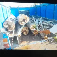 خرید ریشه ودرخت