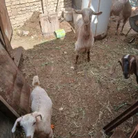 دوعددبز یکی دوماه زاییده وکره نر مایه و۳عدد۴۵۰مان