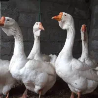 جوجه غاز لیندا و قو غاز اوکراینی|حیوانات مزرعه|تهران, هاشمآباد|دیوار