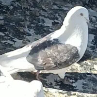 کبوتر دوکت|پرنده|مبارکه, |دیوار