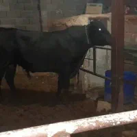 گاو و گوساله