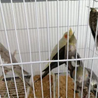 جوجه عروس هلندی دون خور رام جفت مولدتضمینی|پرنده|کرمان, |دیوار