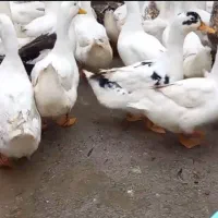 ۶۰۰ عدد اردک صغیر|حیوانات مزرعه|رشت, فلسطین|دیوار