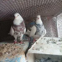 سه جفت کبوتر اصلی درجه یک حراج|پرنده|لنجان, |دیوار