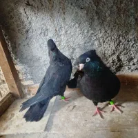 طوقی . سوسک آبادانی|پرنده|بافق, |دیوار