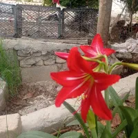 خانه ویلایی اجاره ای درسراب قلعه شاهین|اجارهٔ خانه و ویلا|قلعه شاهین, |دیوار