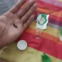 مهره اصل|جواهرات|شیراز, شهرک مدرس|دیوار
