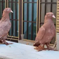 کبوتر راعبی رواعب
