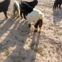 8بیک‌وه‌بره