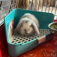 خرگوش لوپ یک ماهه بازیگوش|موش و خرگوش|اصفهان, سپاهان‌شهر|دیوار