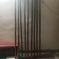 خزران|گل و گیاه طبیعی|شادگان, |دیوار