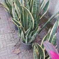 سانسوریا لبه طلایی هر غلاف 50 تا 70تومن|گل و گیاه طبیعی|تولم شهر, |دیوار