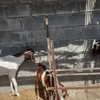 4 راس گوسفند ماده قیمت مناسب|حیوانات مزرعه|بندرعباس, |دیوار