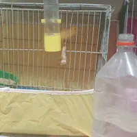 خورموج لنگک قناری نرمست تک رنگ ۱۸۰۰۰۰۰۰|پرنده|خورموج, |دیوار