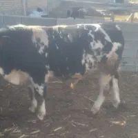 گوساله سیمینتال