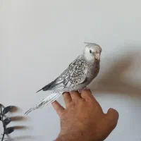 بدلیجات عروس