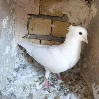 نر کمخال کفتر|پرنده|بروجرد, |دیوار