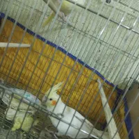 عروس هلندی