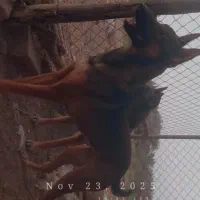 جفت مالینیوز|سگ|جیرفت, |دیوار