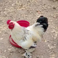 خروس برهما لایت