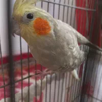 عروس طوطی مولد