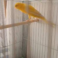 قناری|پرنده|اصفهان, دوطفلان|دیوار