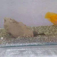 فروش آکوارریوم با۲عددماهی وپمپ وبخاری