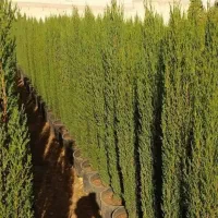 سرو ناز شیرازی اصل|گل و گیاه طبیعی|کاشان, ولیعصر|دیوار