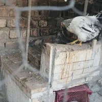 حیونای  سالم و بدرد بخور|حیوانات مزرعه|ساوه, |دیوار