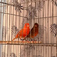 قناری دارچینی و ایزابل اورجینال|پرنده|بجنورد, |دیوار