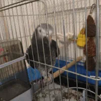کاسکو بالغ نر