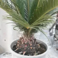 گل سیکاس ۱۰ ساله