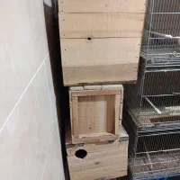 لونه لانه چوبی طوطی