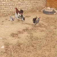 گلین ریش و چهل تاج