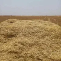فروش کاه