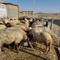 60راس میش آبستن سنگین با ۳۰تا بز جوان|حیوانات مزرعه|کوهدشت, |دیوار